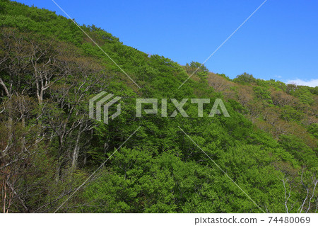 城倉大橋,城倉山溪,鮮綠色 城倉大橋,城倉山溪,鮮綠色 74480069