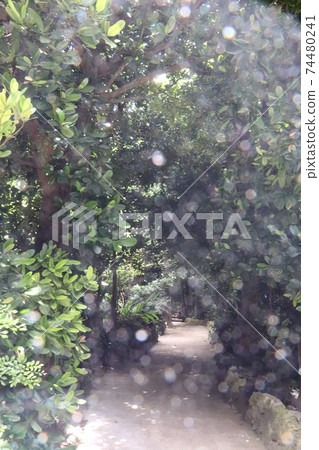 Sunbeams through a row of Fukugi trees, famous for visiting power spots in Motobu Town, Okinawa Prefecture 74480241