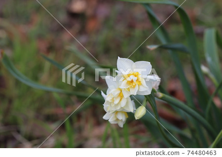 盛開在冬季領域的束水仙花的雙花 74480463
