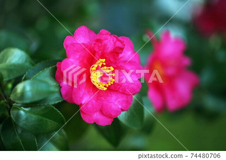 Sasanqua, double-flowered flowers that have begun to bloom 74480706