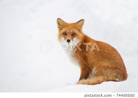 Kita fox nestling in the snowfield 74480880