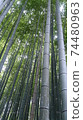 裡面充滿活力的竹叢 74480963