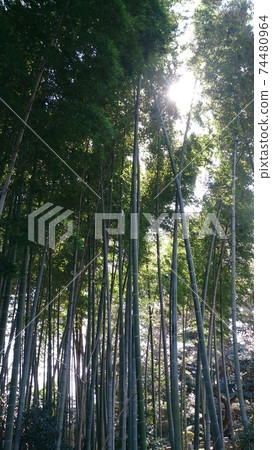 在涼爽的竹叢中 74480964