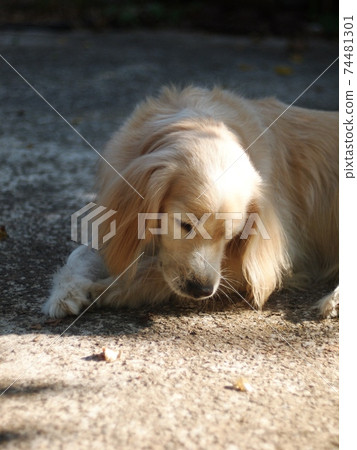 lovely long hairy white fur cute fat dirty dog playing outdoor in home garden selective focus blur background 74481301