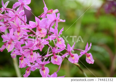 Gardening winter greenhouse Gardening winter greenhouse 74481332