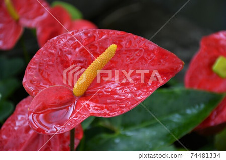 Gardening winter greenhouse 74481334