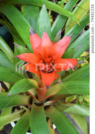 Gardening winter greenhouse Gardening winter greenhouse 74481338