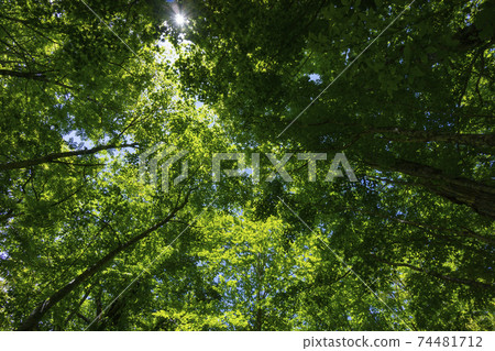 Fresh green beech forest 74481712