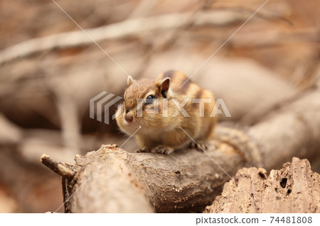 Ezo chipmunk with food on the cheeks Ezo chipmunk with food on the cheeks 74481808