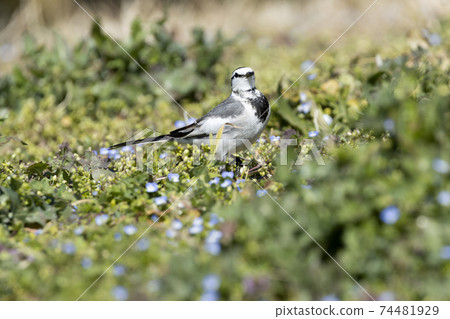 Bakkery Bakkery 74481929