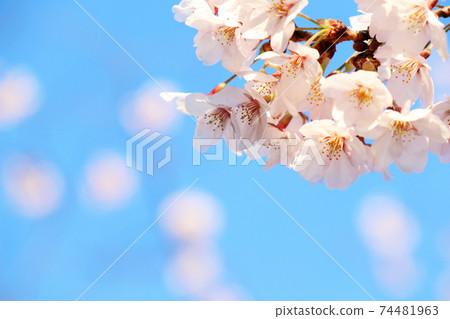 櫻花和右上角的藍天（帶副本空間） 74481963