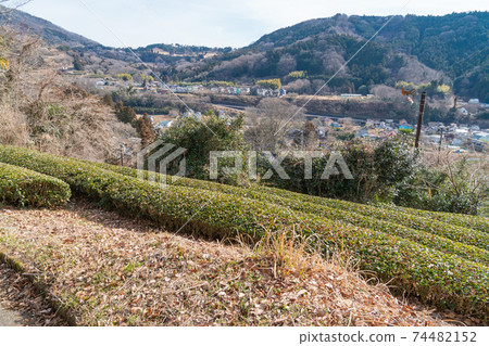 Tea plantation near the trailhead of Mt. Shidango 74482152