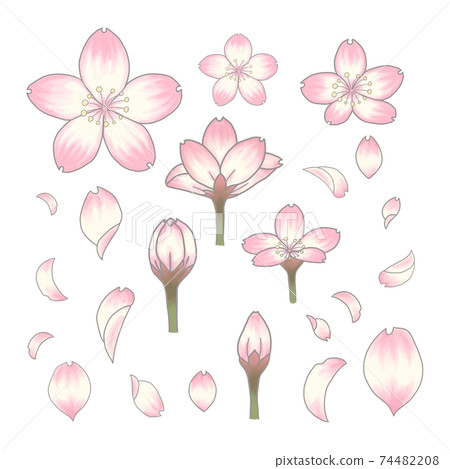 Cherry blossom petal bud Flowering Hanami admission illustration Cherry blossom petal bud Flowering Hanami admission illustration 74482208