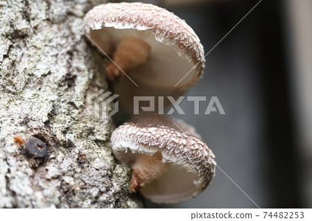 Shiitake mushrooms and logs 74482253