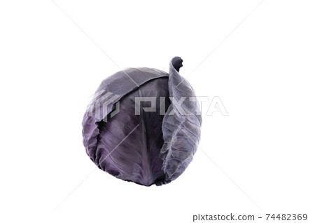 Purple cabbage 74482369