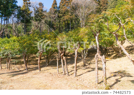 八寶山的野牧森林道路上的柚子園（秩父） 74482573