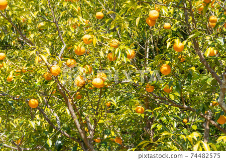 八寶山的野牧森林道路上的柚子園（秩父） 74482575