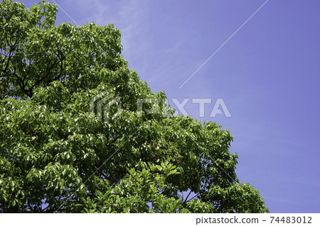 綠色和藍色的路邊樹木的天空 綠色和藍色的路邊樹木的天空 74483012