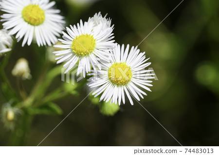 Kikumi的花 74483013