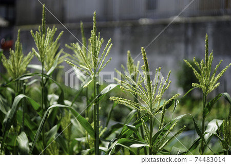 Ear of corn 74483014