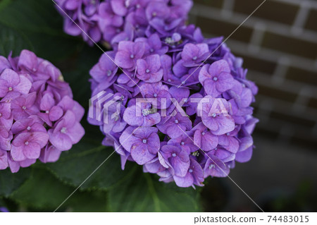 紫色繡球花 74483015