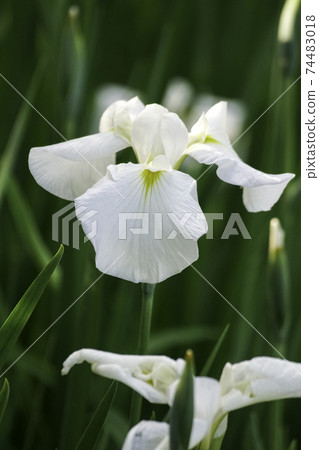 白色鳶尾花 白色鳶尾花 74483018