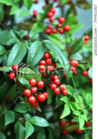 紅色成熟，南瓜漿果 74483267