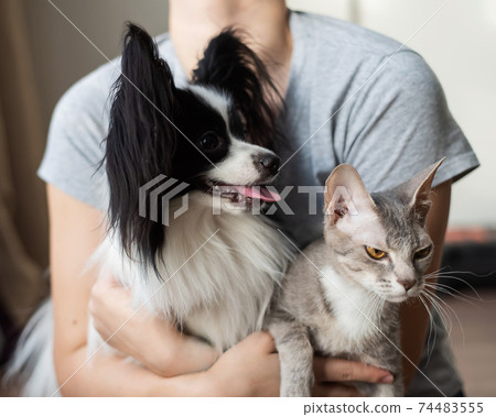 A woman holds in her hands a brush sphinx cat and a papillon dog A woman holds in her hands a brush sphinx cat and a papillon dog 74483555