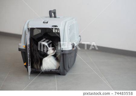 A dog in a box for safe travel. Papillon in a pet transport cage A dog in a box for safe travel. Papillon in a pet transport cage 74483558