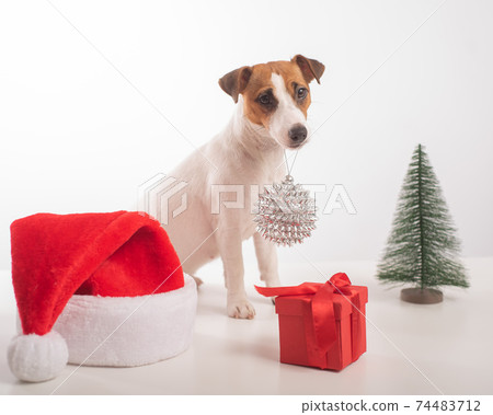 Dog jack russell terrier getting ready for christmas. Dog jack russell terrier getting ready for christmas. 74483712