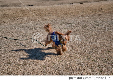 玩具狗貴賓犬在冬季在淡江海岸跑來跑去 玩具狗貴賓犬在冬季在淡江海岸跑來跑去 74484106