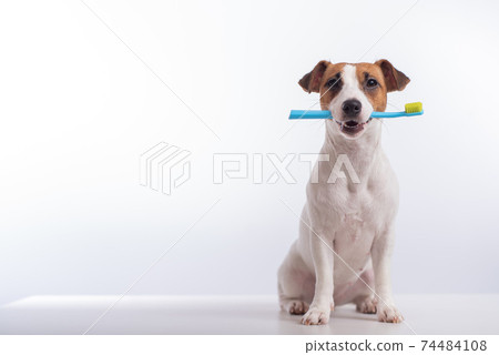 Smart dog jack russell terrier holds a blue toothbrush in his mouth on a white background. Oral hygiene of pets Smart dog jack russell terrier holds a blue toothbrush in his mouth on a white background. Oral hygiene of pets 74484108