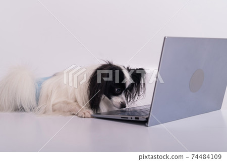 Smart dog papillon breed works at a laptop on a white background. Continental Spaniel uses a wireless computer. Smart dog papillon breed works at a laptop on a white background. Continental Spaniel uses a wireless computer. 74484109