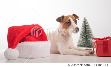 Dog jack russell terrier getting ready for christmas. Dog jack russell terrier getting ready for christmas. 74484111