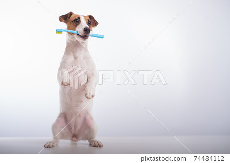 Smart dog jack russell terrier holds a blue toothbrush in his mouth on a white background. Oral hygiene of pets Smart dog jack russell terrier holds a blue toothbrush in his mouth on a white background. Oral hygiene of pets 74484112