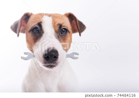 Jack russell terrier dog holds a wrench in his mouth on a white background. Copy space 74484116