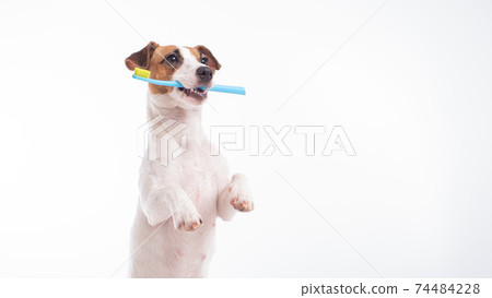Smart dog jack russell terrier holds a blue toothbrush in his mouth on a white background. Oral hygiene of pets. Copy space 74484228