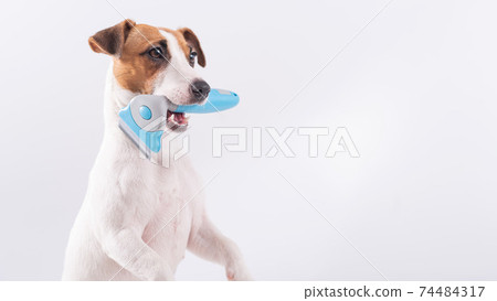 Jack russell terrier dog holds a furminator in his mouth on a white background. Copy space Jack russell terrier dog holds a furminator in his mouth on a white background. Copy space 74484317