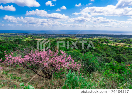 Blue sky and cherry blossoms (cold scarlet cherry blossoms, scarlet cold cherry blossoms) Blue sky and cherry blossoms (cold scarlet cherry blossoms, scarlet cold cherry blossoms) 74484357