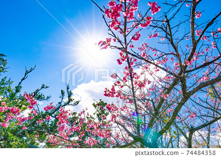 Blue sky, sun and cherry blossoms (cold scarlet cherry blossoms, scarlet cold cherry blossoms) Blue sky, sun and cherry blossoms (cold scarlet cherry blossoms, scarlet cold cherry blossoms) 74484358