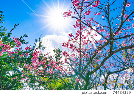 Blue sky, sun and cherry blossoms (cold scarlet cherry blossoms, scarlet cold cherry blossoms) Blue sky, sun and cherry blossoms (cold scarlet cherry blossoms, scarlet cold cherry blossoms) 74484359