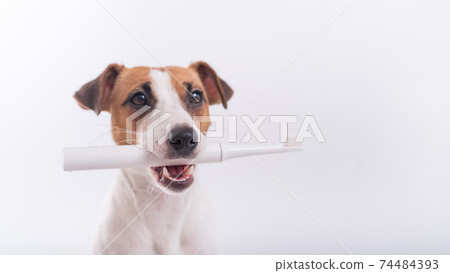 Jack russell terrier dog holds an electric toothbrush in his mouth on a white background. Oral hygiene concept in animals. Copy space 74484393