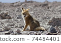 Cute fox in the Atacama desert 74484401