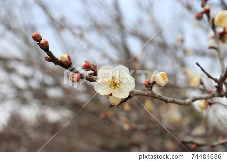 梅花白梅 74484686