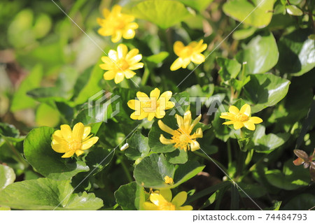 小白屈菜盛開（Kinka Himetate） 74484793