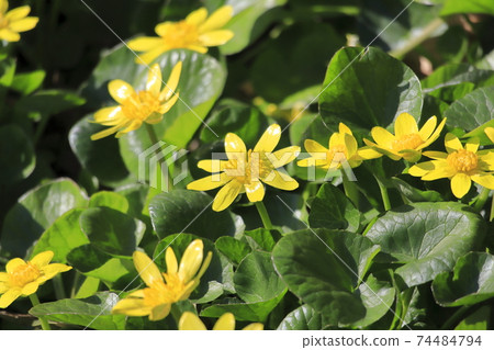 小白屈菜盛開(Kinka Himetate) 小白屈菜盛開(Kinka Himetate) 74484794