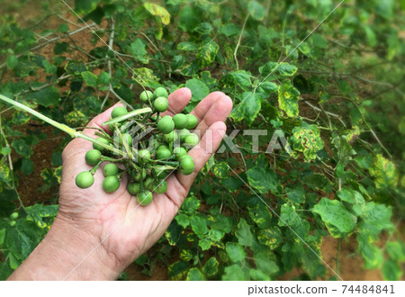 Eggplant in hand from the harvest of Asian gardeners. Eggplant in hand from the harvest of Asian gardeners. 74484841