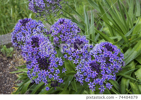 Schiller, a small blue flower that blooms in chunks Schiller, a small blue flower that blooms in chunks 74484879