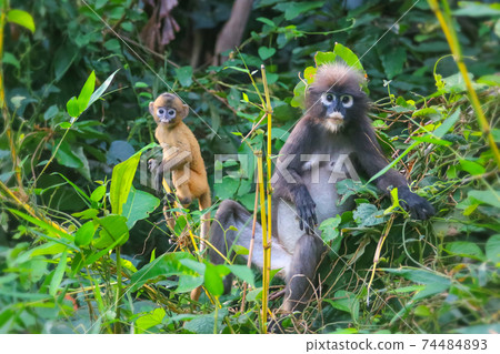 A small yellow baby monkey is learning to feed in the wild. Leaf Monkeys or Dusky Langur and mother who are living in the forest A small yellow baby monkey is learning to feed in the wild. Leaf Monkeys or Dusky Langur and mother who are living in the forest 74484893