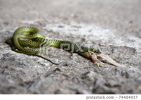 Close-Up Of Golden green snake is eating gecko on the ground. 74484937
